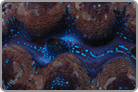 Crocea Clam